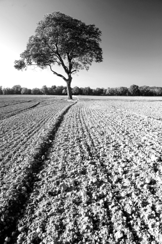 Tree in field, Veyrier Switzerland.jpg - Tree in field